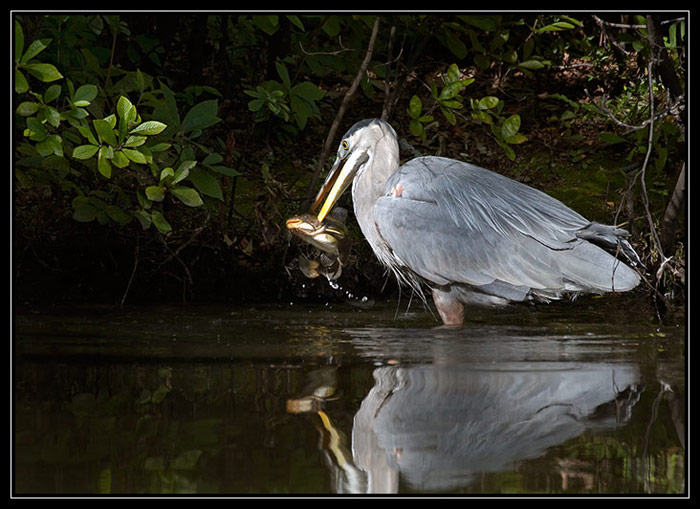 Great blue heron (volavka velká - Ardea herodias)