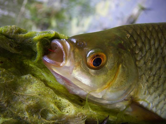 Oko chycené plotice