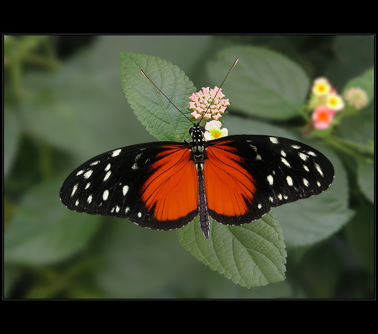 Heliconius hecale
