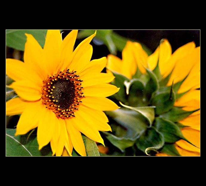 ***odvrácená tvář***