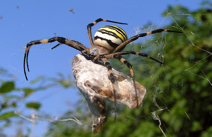 Křižák pruhovaný (Argiope bruennichi)