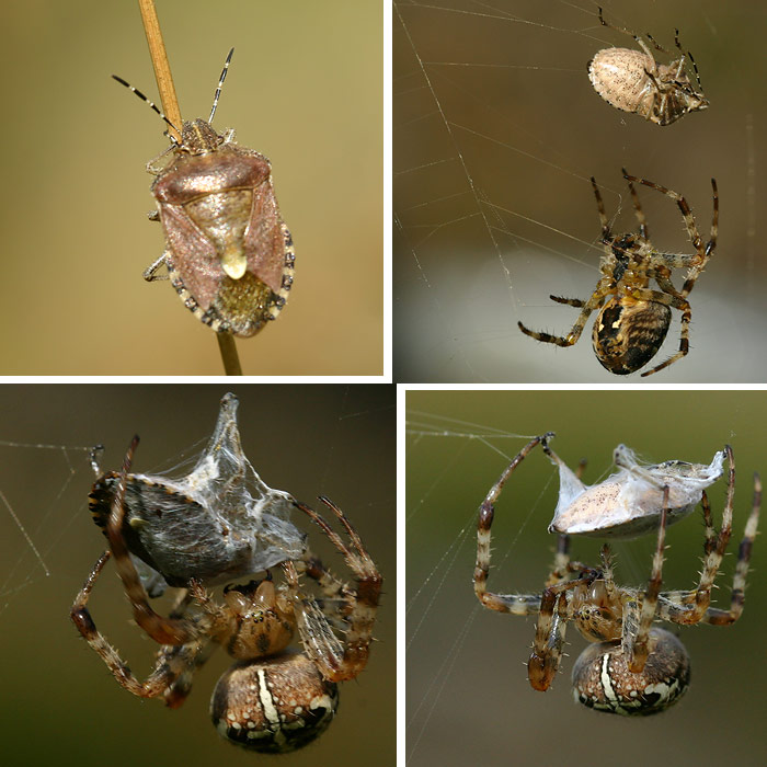 .:Nesnesitelná lehkost bytí:.