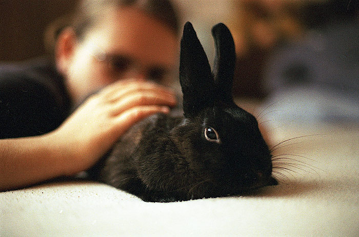Pan Králík