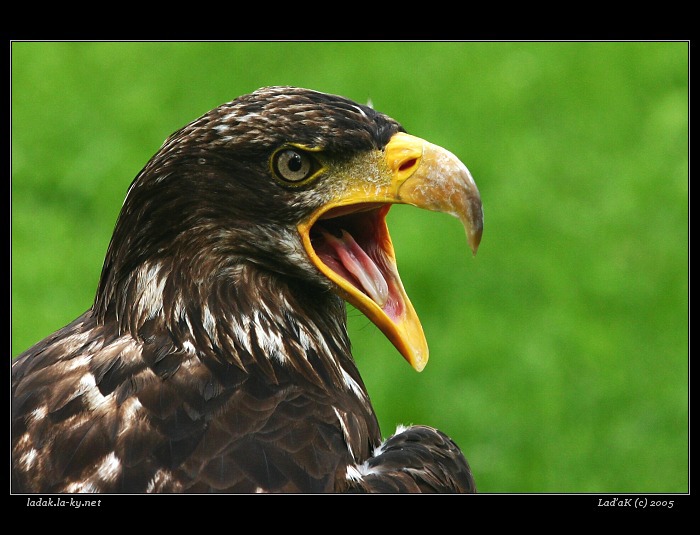 <b>rozzlobený...</b>