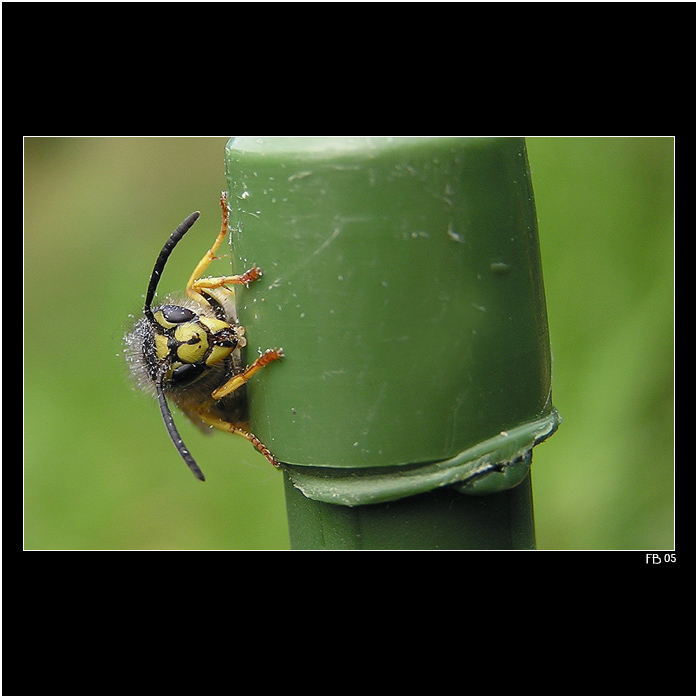 *** špindíra Mařenka ***