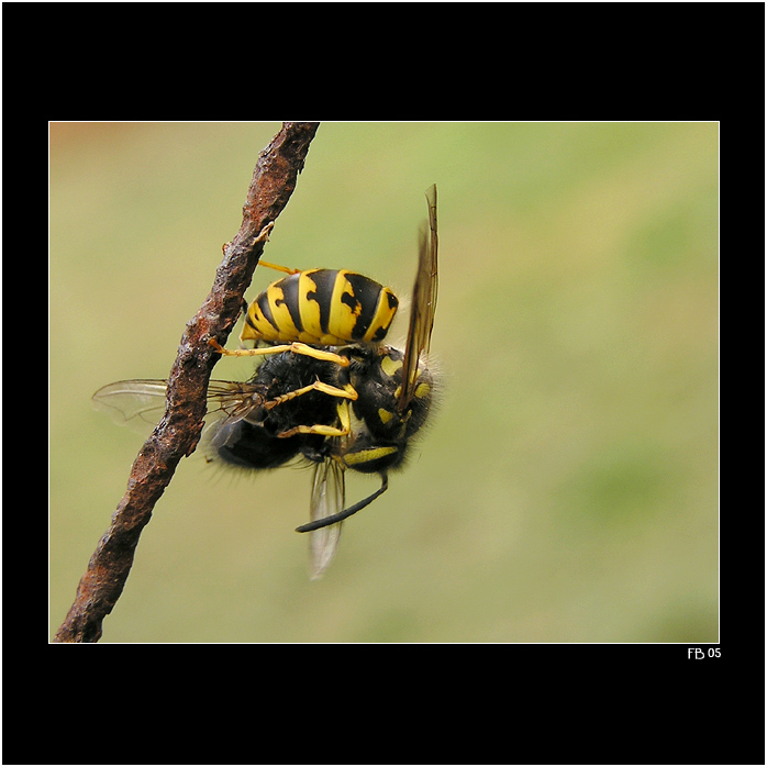 *** kterak Mařenka na plotě muchu žrala ***