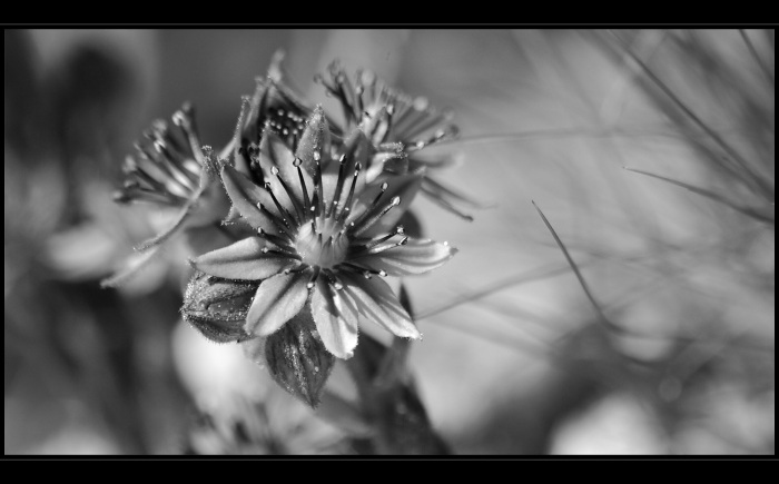 asi netřesk jak kvete