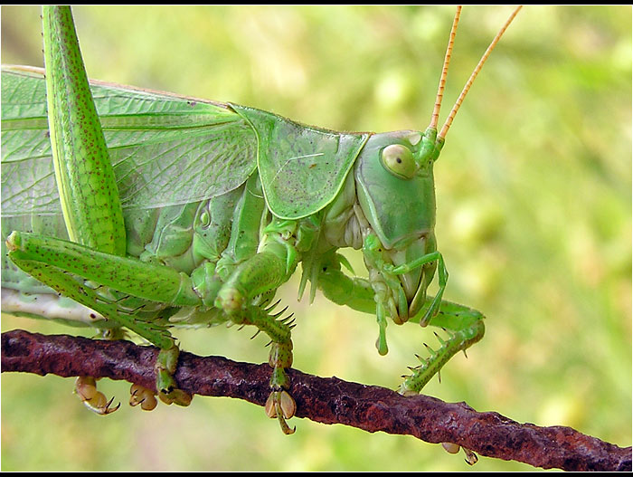 Monster Animal