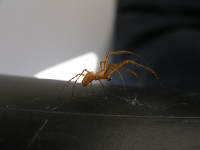 Spyder