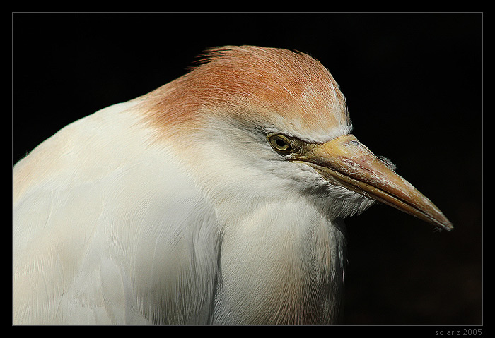 <B>.: Sad Bird :.</B>