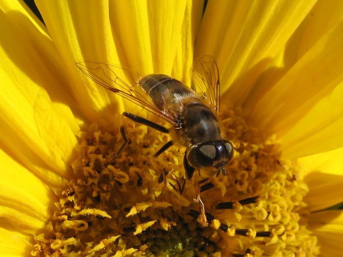 Bzzzzzzzzz