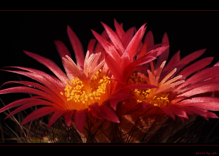 Color symphony II