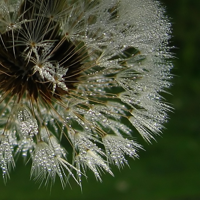 Filigrán z ranní mlhy