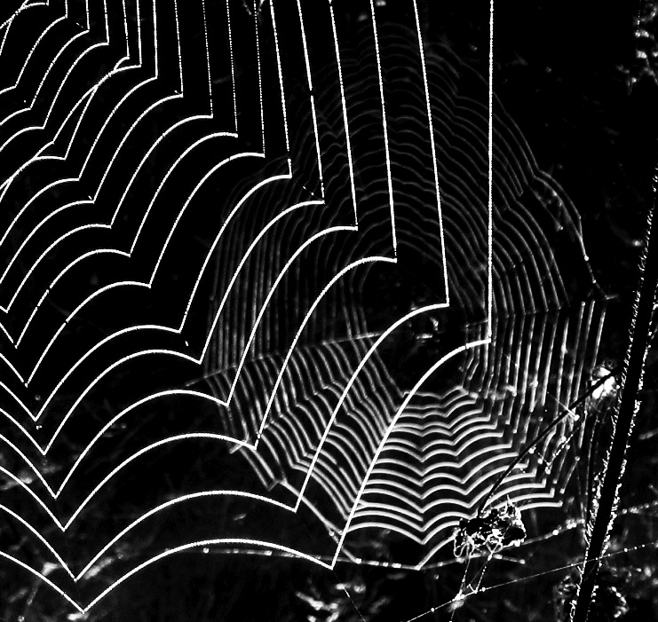 Jiné sítě v pelyňkovém světě