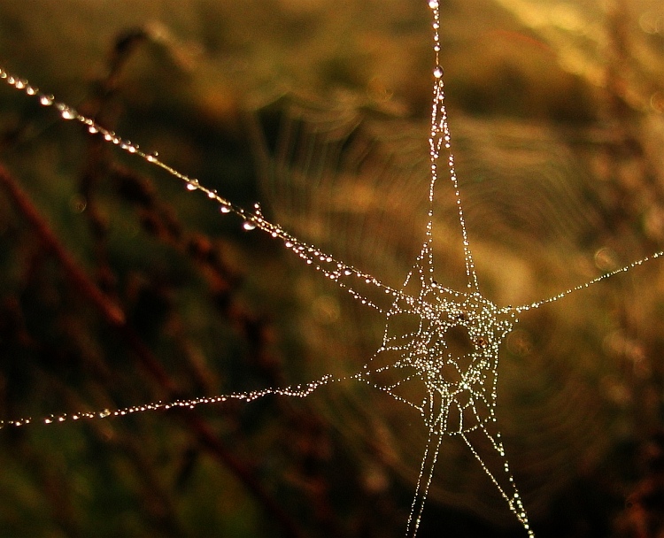 Ještě jiné sítě v pelyňkovém světě