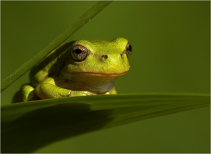 Prcek