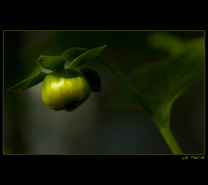 ..:: BoBulka ::..