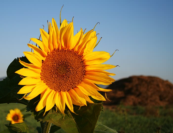 slnečnica
