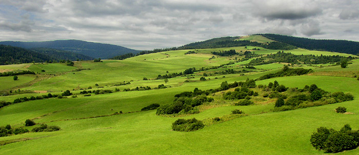 ORAVA