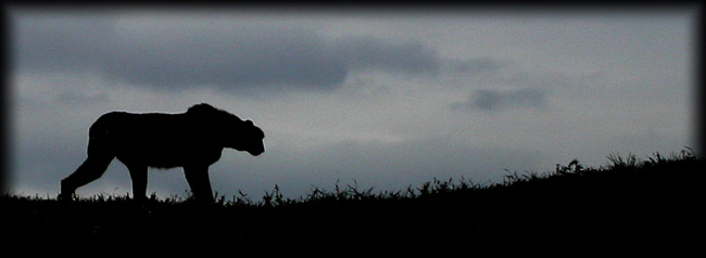 Gepard na prochazce