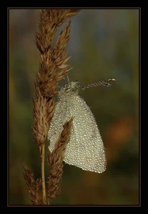 Vstávat, už je ráno