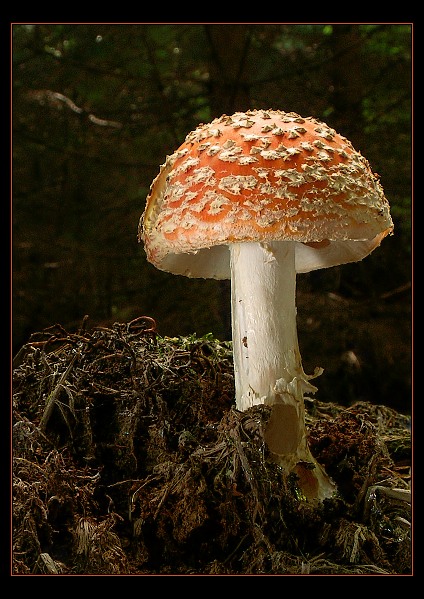 <b>** Muchomůrka **</b>