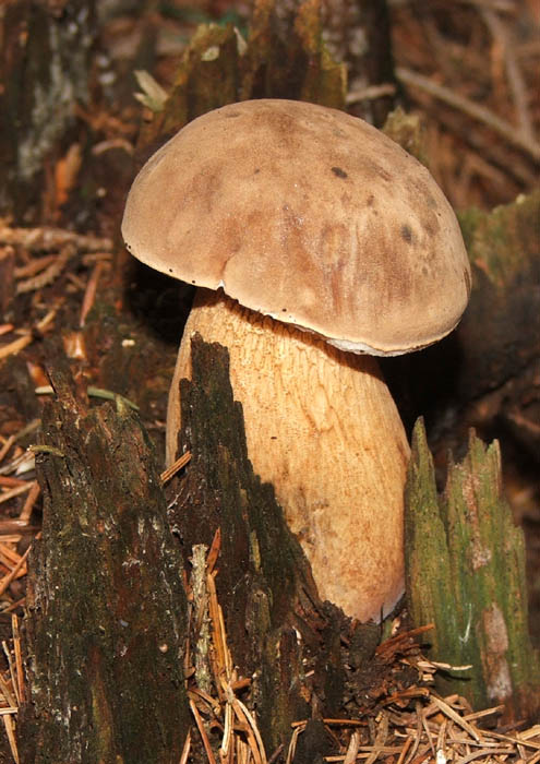 Houbička