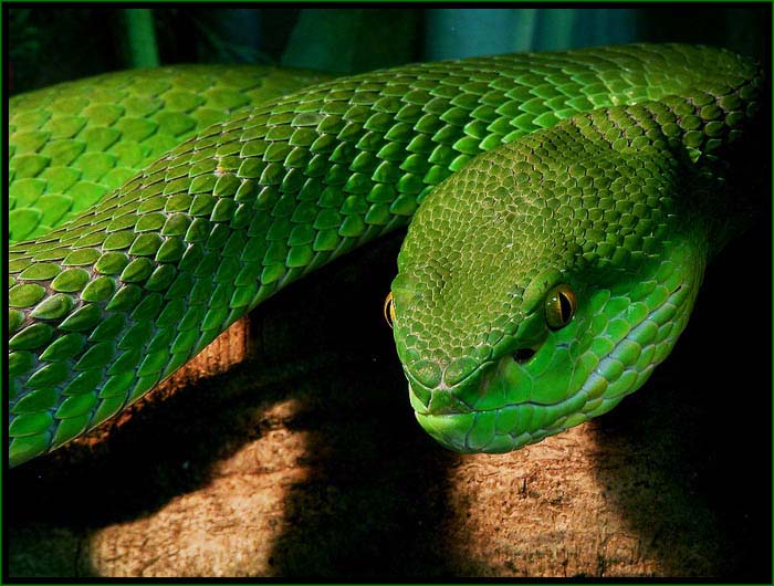 kuk
