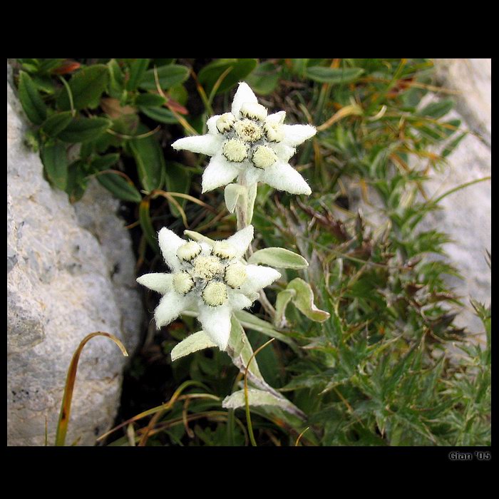Leontopodium alpinum