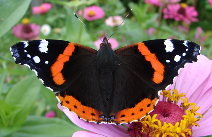 Motyl