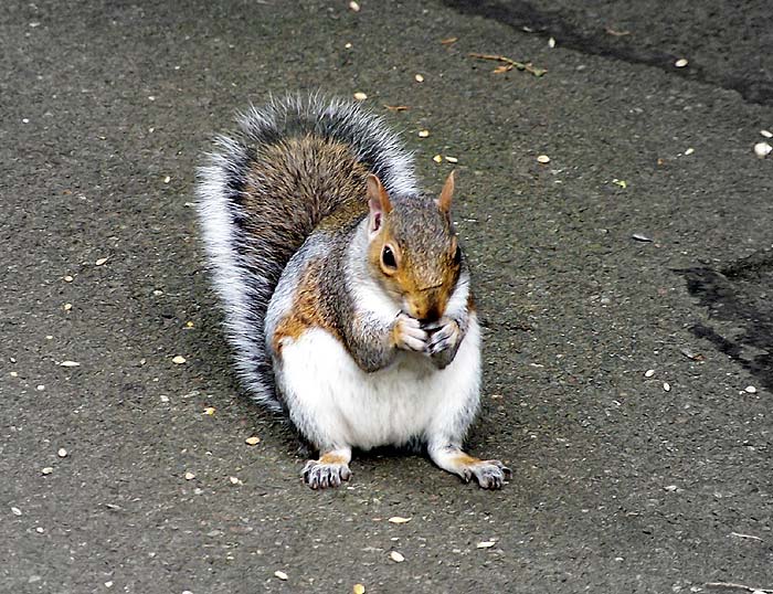Squirrel
