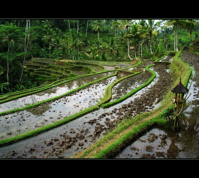 Ryžové polia na Bali
