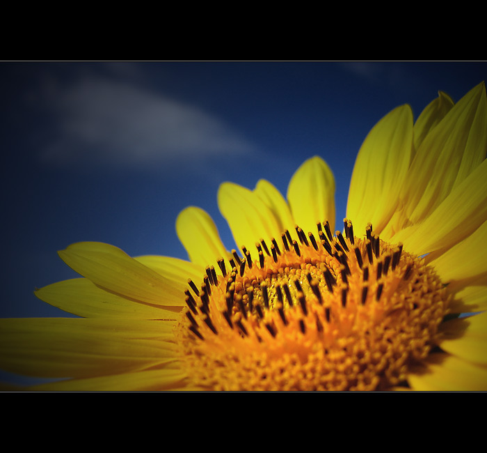 <b>... Slnečnica lll  ...</b>