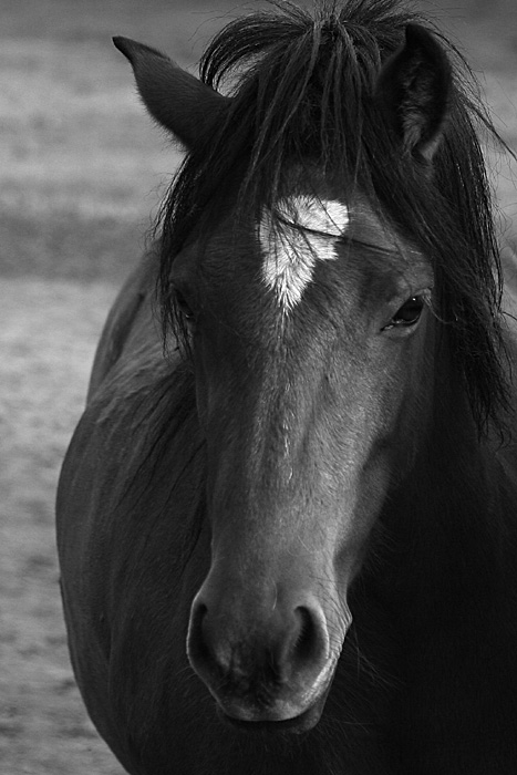 koňské pohledy ...