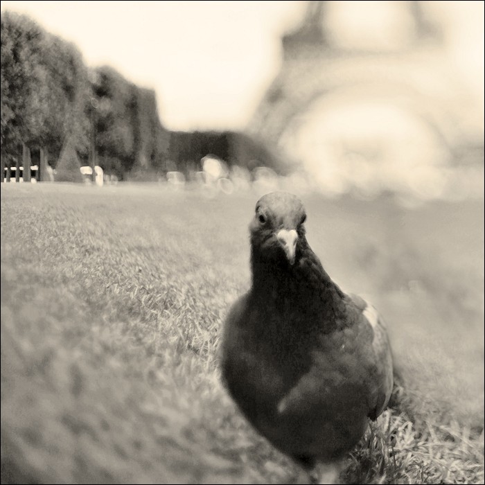  oiseaux III.