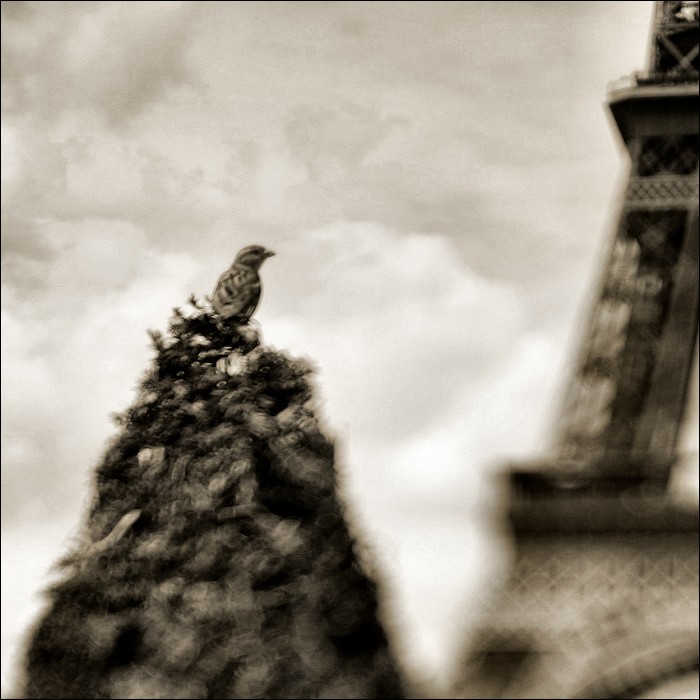 Oiseaux IV.