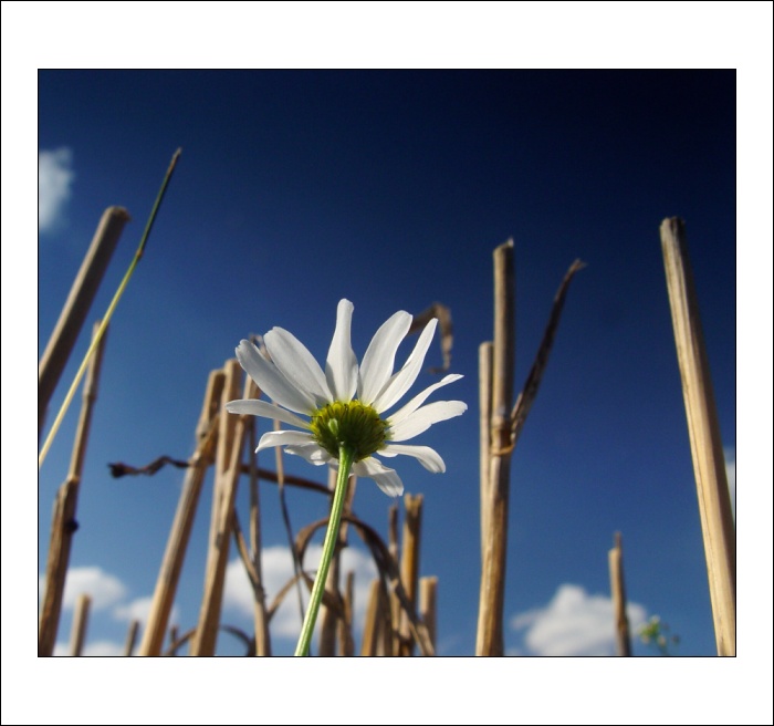 ...na strništi II. ...