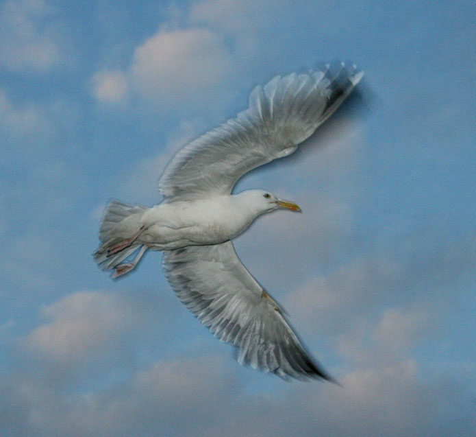 cajka