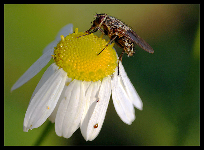 sedmi<b>kráska a zvíře</b><br>