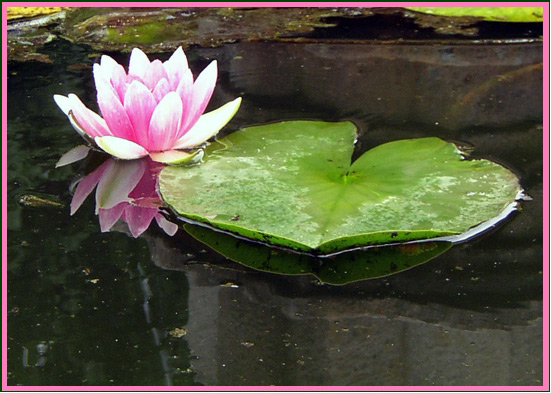 Lily of the water