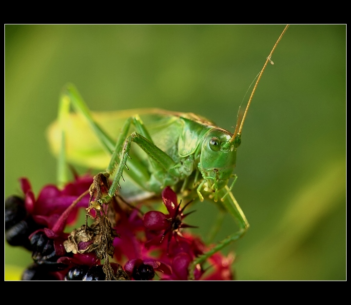 Kobylka zelená (Tettigonia viridissima)