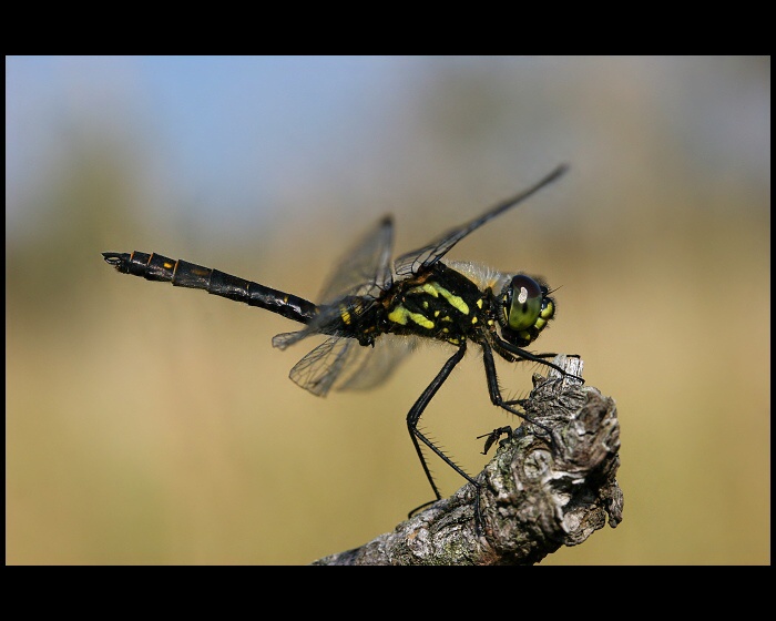 Sympetrum danae  (vážka tmavá)