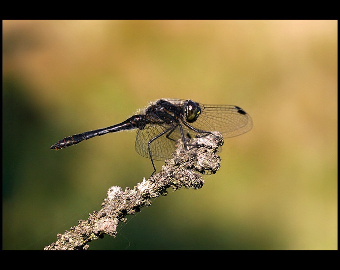 Sympetrum danae 2