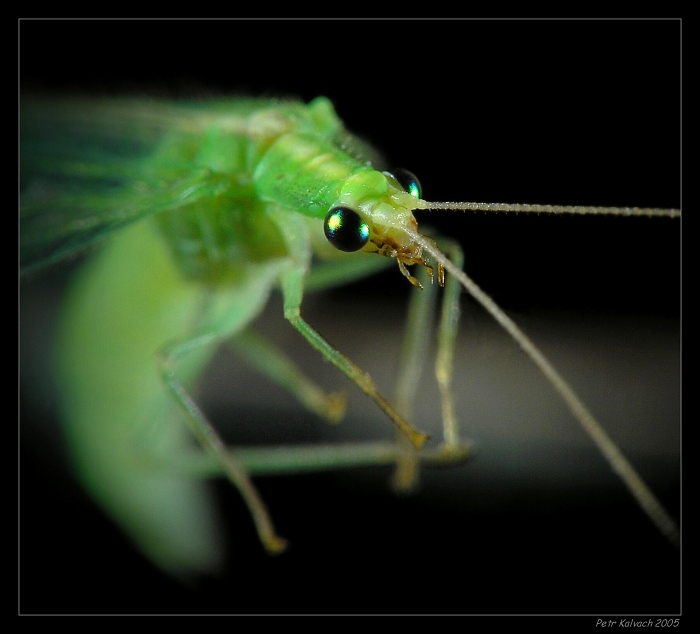 .. Greenhorn ..