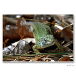 <b>>>JA SOM BOSS<<<br>