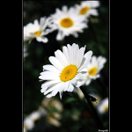 <B><U>... kvet ... </B></U>