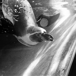 tucnak - byl jsem v zoo (i)