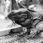 jester - byl jsem v zoo (ii)