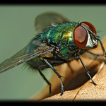 Prudič dovolenkový