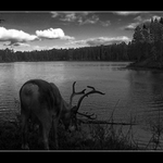 Laponsko-sobí království III